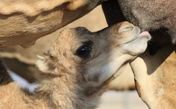 Camel milk, which has a therapeutic value, poses a potential in the milk industry.