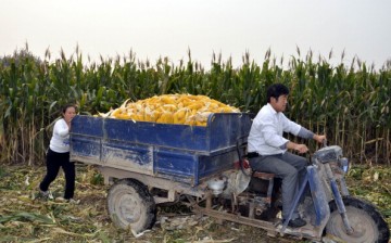 Corn harvested in Liaocheng.