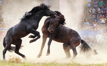 Two horses fight each other at a competition in Liuzhou, Southwest China's Guangxi Zhuang autonomous region, on Oct. 1, 2016. 
