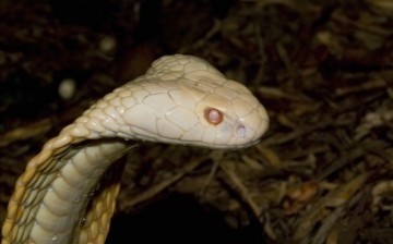 An adult monocled cobra 