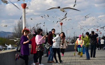 Tourists Play With Seagulls In Kunming