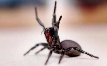 A Funnel Web spider is pictured at the Australian Reptile Park January 23, 2006 in Sydney, Australia. 