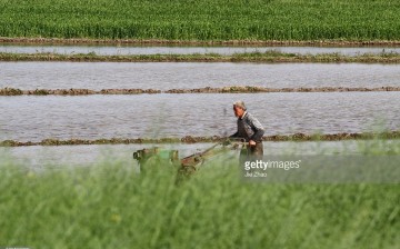 A farmer works in an irrigated field in Xiangyang in Hubei Province. 