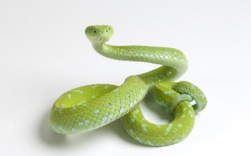  A Rowley's palm pit viper (Bothriechis rowleyi) is in a striking position at the Saint Louis Zoo in Saint Louis, Missouri.