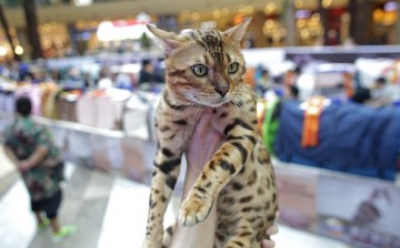 The 5th TICA International Cat Show