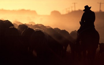 Cattle.jpg