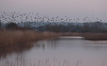 Starlings return to their roosts at Shapwick Heath, a wetland reserve, as the sun sets on February 1, 2012 near Glastonbury, England. 