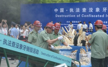 China Destroys Over 662 Kilograms Of Ivory In Beijing