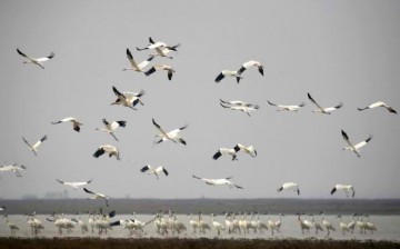 Siberian cranes spend winter at the Poyang Lake National Nature Reserve.