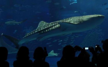 Okinawa Churaumi Aquarium attracts visitors