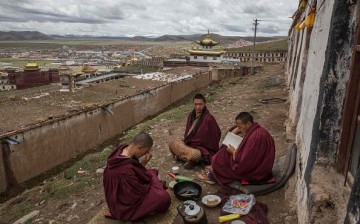 Search for prized fungus a way of life on Tibetan Plateau.