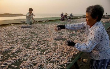 Chinese fishermen will face stricter regulations as marine resources are depleting.
