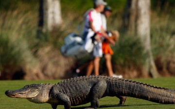 A giant alligator sits on the 14th fairway during the first round of the Zurich Classic at TPC Louisiana on April 25, 2013 in Avondale, Louisiana. 