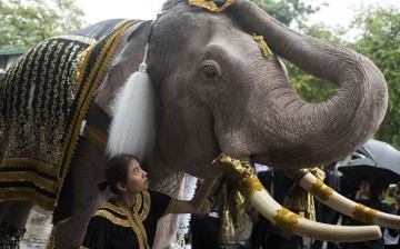 Elephants Pay Tribute To Late King Bhumibol