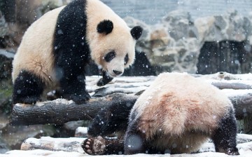 Chinese researchers released a groundbreaking study on adaptive convergence on giant and red pandas.