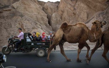 Motorists in one of Chongqing's tollways were bemused to find that a camel was the cause of their traffic woes last Friday, Jan. 20.