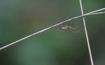 A team of Chinese and American scientists delved further on the muscle-like properties of spider silk.