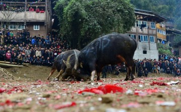 People watch a bull fight during a new year celebration event in Wuliu Miao Village of Jianhe County.