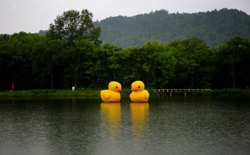 Two scaled replicas of the rubber duck by Dutch conceptual artist Florentijn Hofman are seen floating in a lake at a national park.