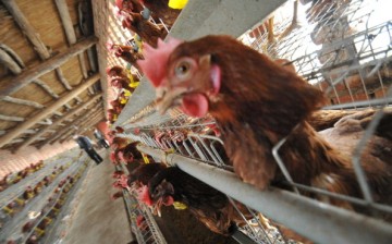 Over 100 cases of bird flu have been reported in China since late last year.