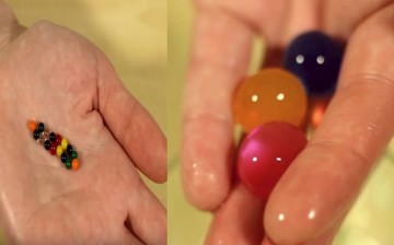 (L) At first glance, water-absorbing balls look like teeny weeny candies. (R) Their expanded form after four hours of submersion in water.