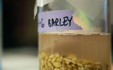 One intriguing factor regarding the experiment is its inclusion of barley--an ingredient that did not flourish as a food staple in China at the time the recipe was made until much later.