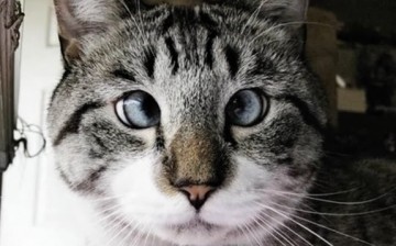 Good news, Cat ownership not linked to schizophrenia, other mental disorders; Scientific benefits of owning a cat