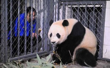Bao Bao the Panda landed in China.