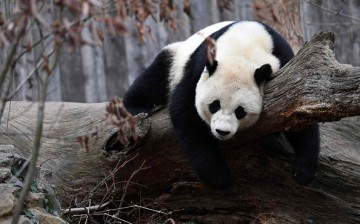 Pandas are no longer endangered.