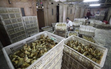 Ducklings waiting to be culled in China.