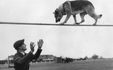 Police Dog Trials