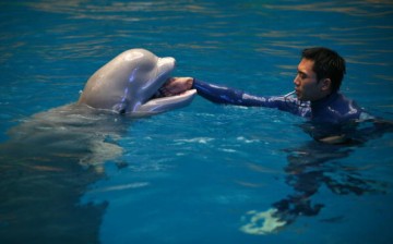 The popularity of marine parks in China has resulted in a number of common issues, including overcrowded tanks and poor water quality.