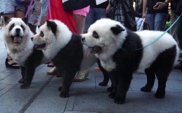 Rare dog breed? Not quite. They’re Chow Chow remarkably groomed to become “panda dogs,” a huge demand in China. Some of these dogs attract attention on Orchard Road, Singapore.