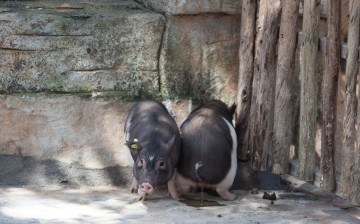 The cloned pig (left) stands guard as the real pig answers nature's call March 27, 2017.