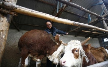 A Chinese dairy farmer tends to his cows.