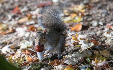 A squirrel picks up a conker beneath trees.
