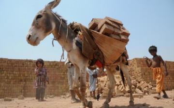 Donkeys from Pakistan