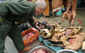 Dog and Cat Meat Banned in Taiwan