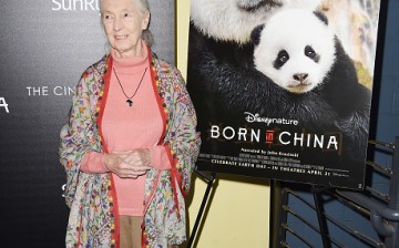 Disneynature With The Cinema Society Host The Premiere Of 'Born In China'