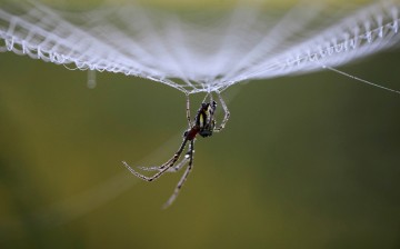 Dewdrops gather on a spider as it rests on its web in the early morning in Lalitpur, Nepal