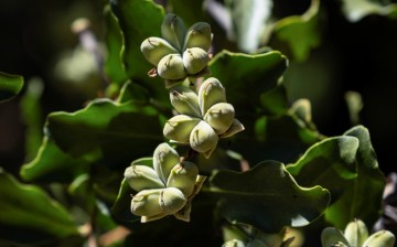 The seeds of a Quillay soapbark tree are seen at the University of California in Berkeley, U.S., 