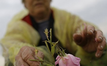 An old woman picks a rose from a farm in Bulgaria.