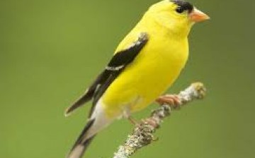 Goldfinch birds may become extinct in West Bank because of illegal hunting.