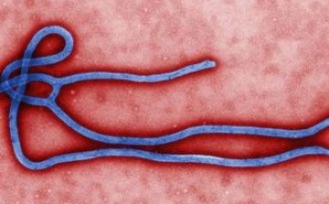 The Ebola virus yields a 90 percent fatality rate.