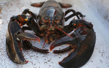 Lobsters are popular in China during the Lunar Year because of its resemblance to Chinese 