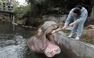 A zookeeper cleans a hippo in Shanghai Zoo.