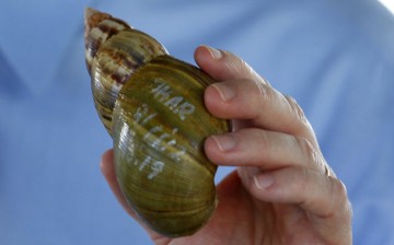 Giant African Snail