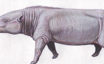 Anthracotherium magnum, the ancestor of today's hippos.