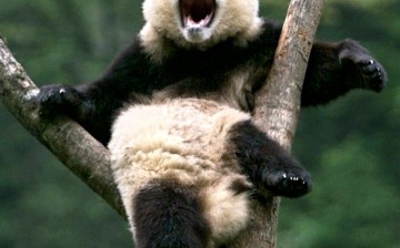 A giant panda yawns atop a branch at the Wolong Giant Panda Sanctuary in Sichuan Province.
