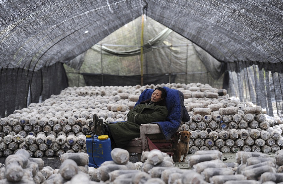 Cooperative Promotes Modern Mushroom Farming in Jinshan : Ne